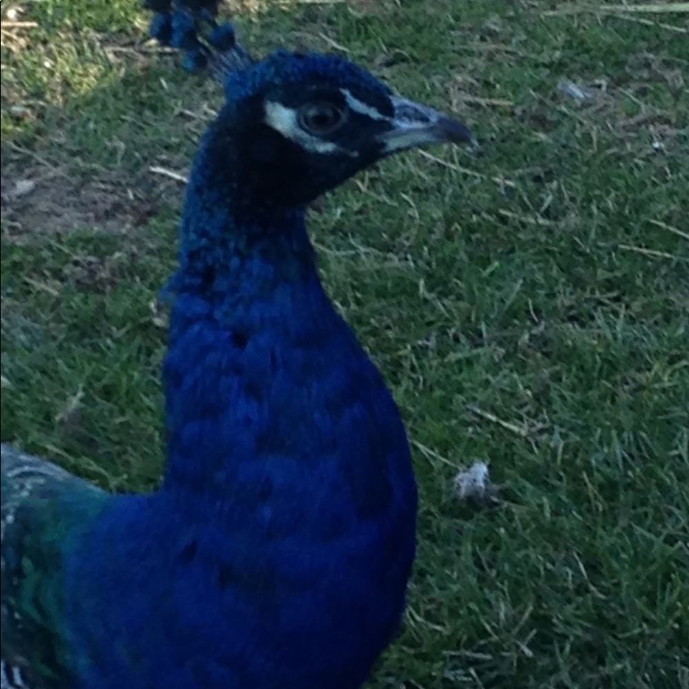 Meet your Posher, Heidi